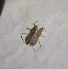 Oncerotrachelus pallidus