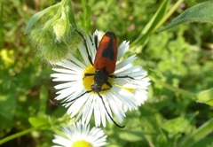 Stictoleptura cordigera