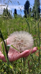 Tragopogon eriospermus