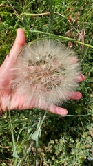 Tragopogon eriospermus