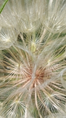 Tragopogon eriospermus