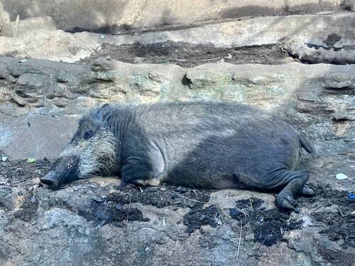 Palawan Bearded Pig (Sus ahoenobarbus) — Near Threatened Mammalia