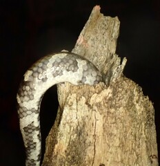 Chilabothrus strigilatus
