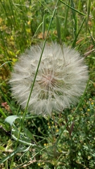 Tragopogon eriospermus