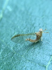 Ephemeroptera