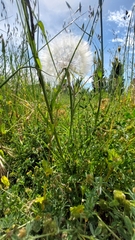 Tragopogon eriospermus