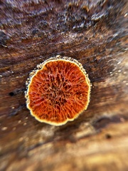 Pseudomerulius curtisii