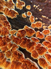 Pseudomerulius curtisii