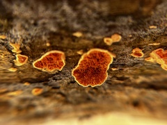 Pseudomerulius curtisii