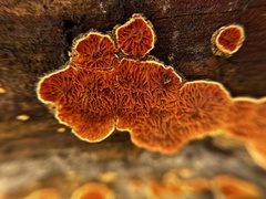 Pseudomerulius curtisii