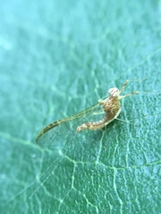 Ephemeroptera