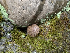 Plectotropis mackensii