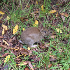 Oryctolagus cuniculus