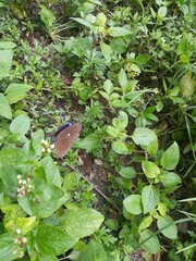 Euploea tulliolus koxinga