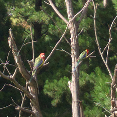 Platycercus eximius