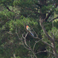 Platycercus eximius