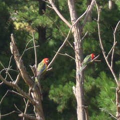 Platycercus eximius
