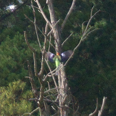 Platycercus eximius