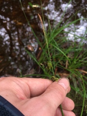 Carex elliottii