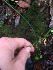 Carex elliottii