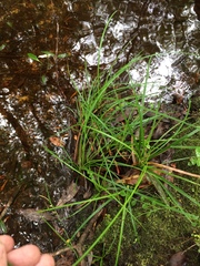 Carex elliottii