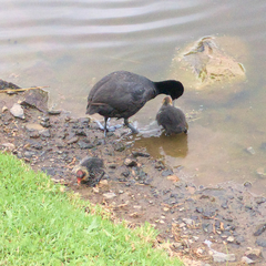 Fulica atra australis