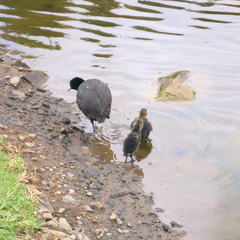 Fulica atra australis