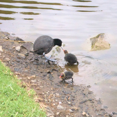 Fulica atra australis