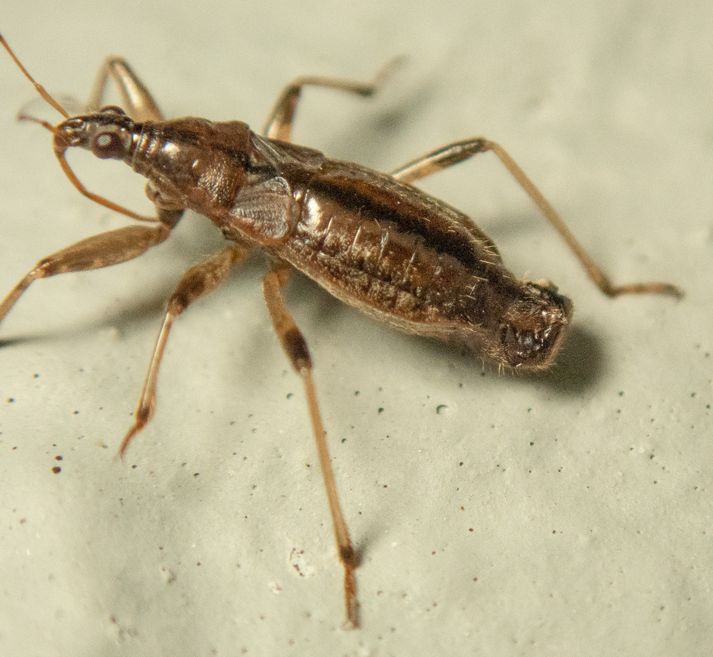 Stenonabis geniculatus