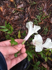 Ipomoea pandurata