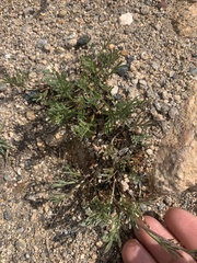Artemisia arctica
