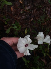 Ipomoea pandurata