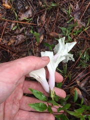 Ipomoea pandurata