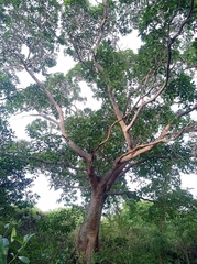 Ficus insipida