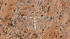 Alucita pygmaea