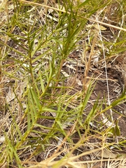 Distichlis distichophylla