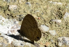 Prosotas nora superdates