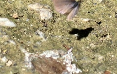 Prosotas nora superdates