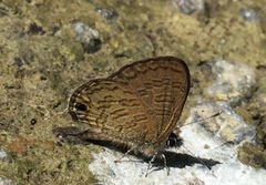 Prosotas nora superdates