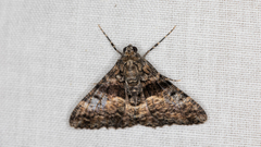 Gastrinodes argoplaca