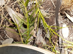 Distichlis distichophylla