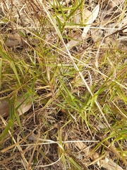 Distichlis distichophylla