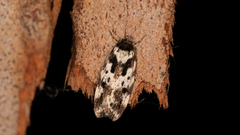 Barea confusella
