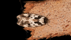 Barea confusella