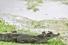 Caiman crocodilus crocodilus