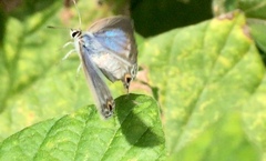 Catochrysops strabo strabo