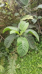 Tournefortia pubescens