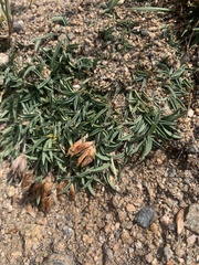 Trifolium dasyphyllum