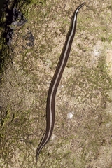 Australopacifica