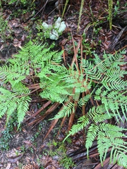 Pteridium aquilinum pseudocaudatum
